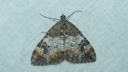 Dysstroma truncata